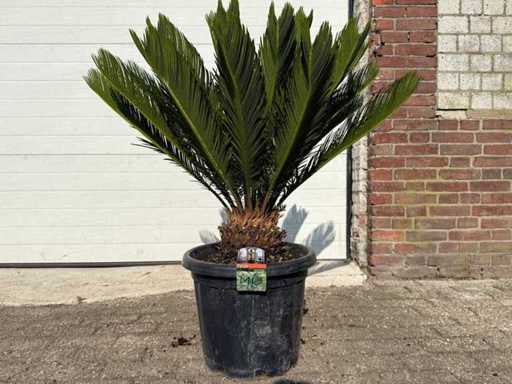 Palmier de la paix - Cycas Revoluta - hauteur environ 90 cm