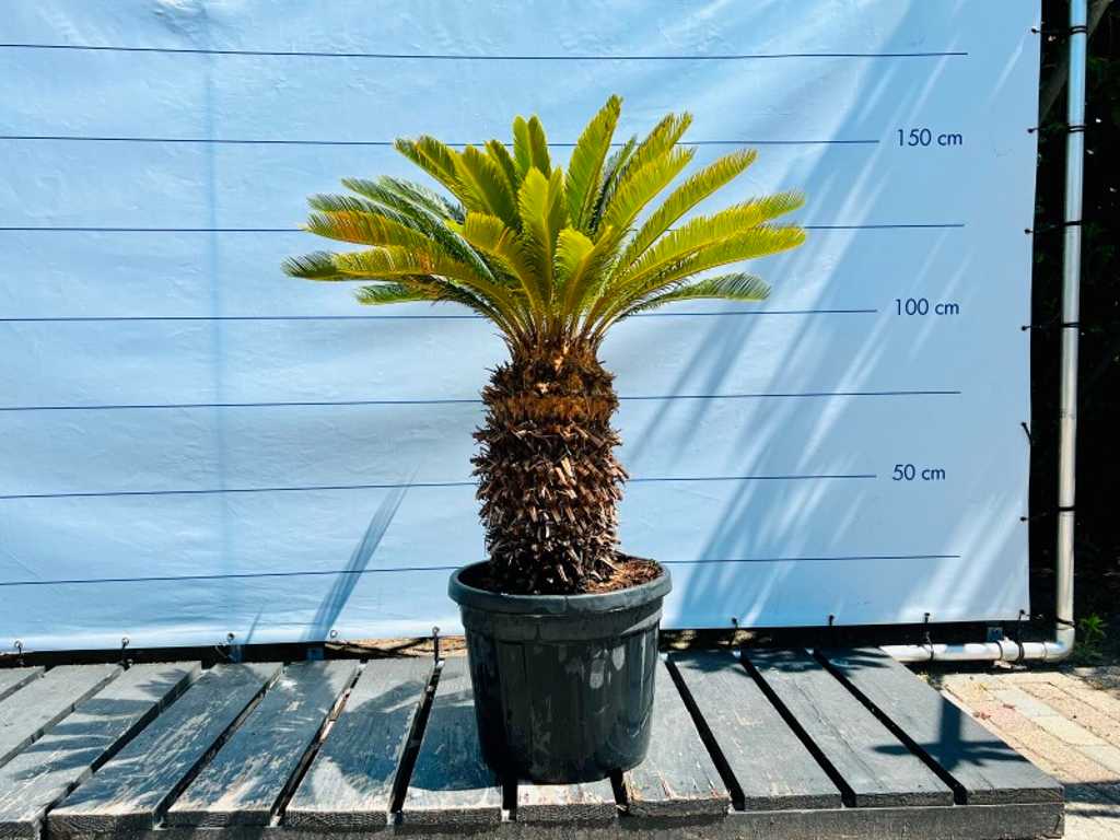 Cycas Revoluta env. 120 cm, pot inclus