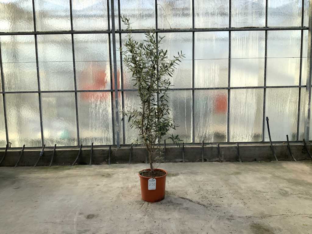 Tufă de măslin (Olea Europaea Lessini)