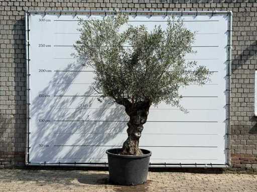Olive tree Bonsai - Olea Europaea - approx. 80 years old - height approx. 280 cm