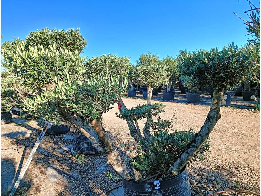 Jahrhundertealter Olivenbaum Bonsai Pon Pon