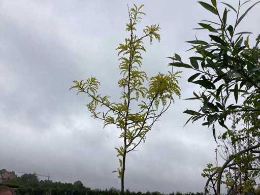 Gleditsia (1)