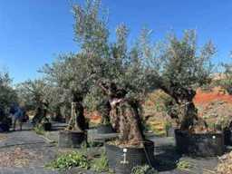 Olive Trees, Ornamental Plants, and Fruit Trees