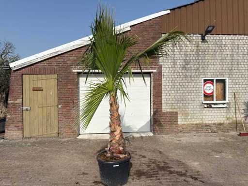 Palmier éventail mexicain - Washingtonia robusta - Hauteur environ 250 cm