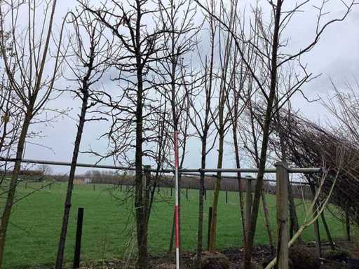 Amberboom - Vormboom (2x)