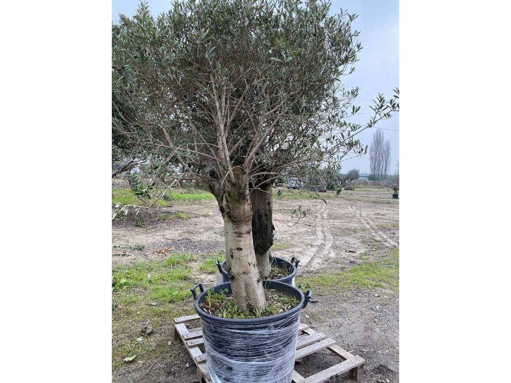 Olivenbäume im Topf (2x)
