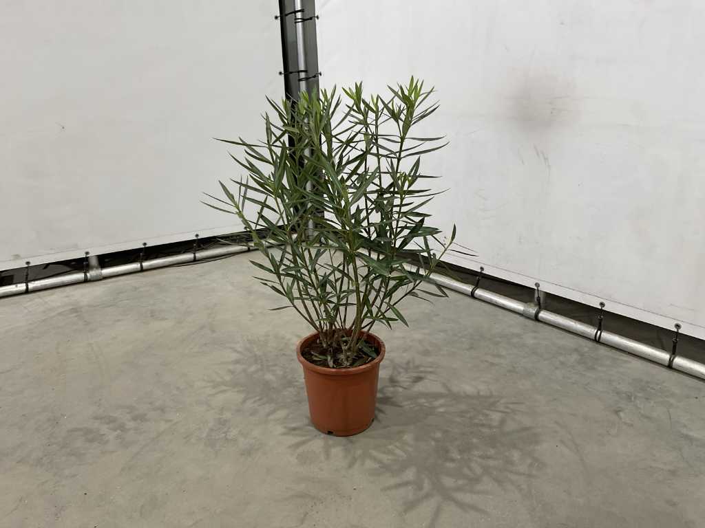 oleander roze 100cm