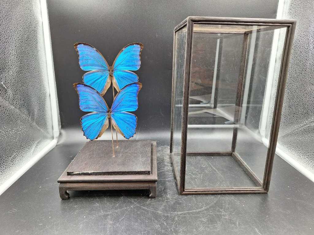 Papillon dans une vitrine
