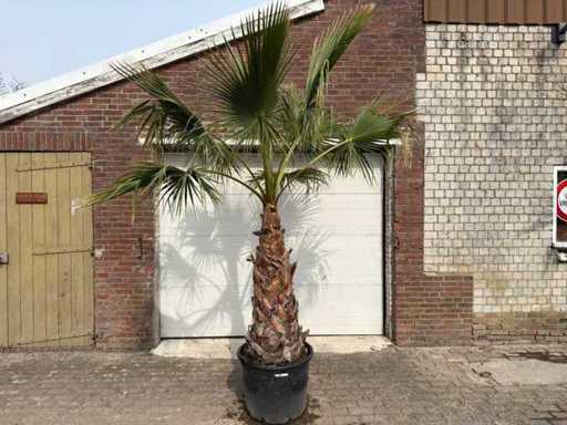 Palma a ventaglio messicana - Washingtonia Robusta - tronco 80-100 cm - altezza circa 250 cm