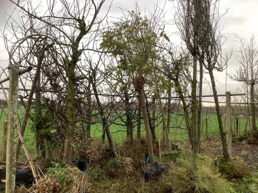 Ró?ne gatunki - Drzewo alejne