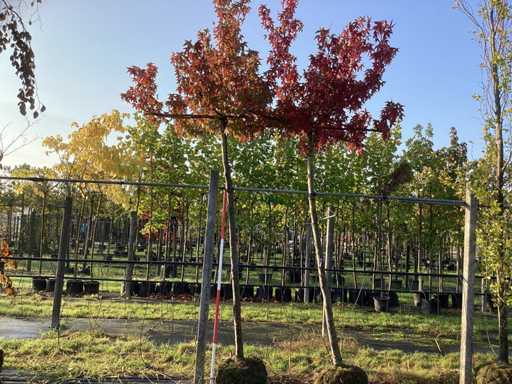 S?odka guma – drzewo topiary