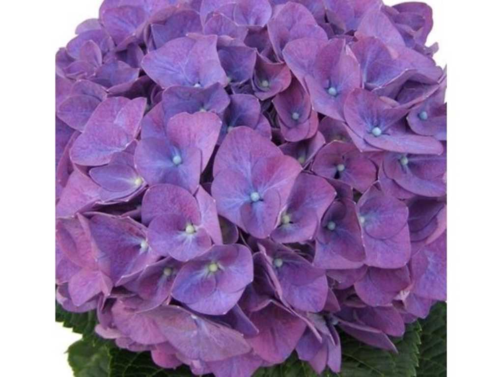 Hortensie violet (25x)
