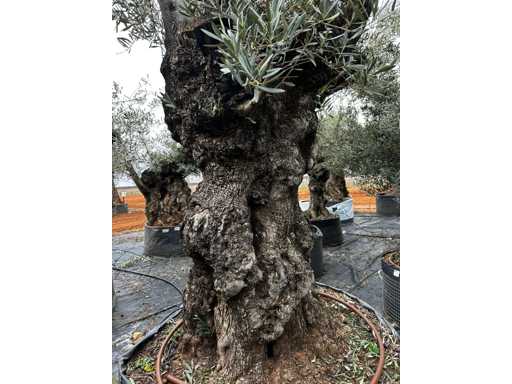  OLEA EUROPEA SECOLARE  