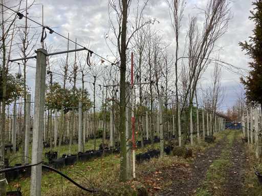 Buk kolumnowy zielony – drzewo parkowe (2x)