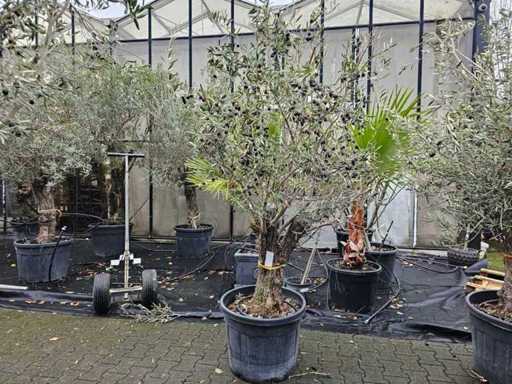 Prachtvoller Olivenbaum (100-120 Jahre) - Mediterranes Highlight
