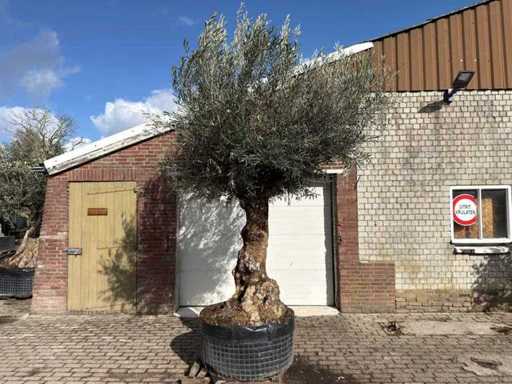 Bonsaï d’olivier XL - Olea Europaea - 100 ans - Taille environ 300 cm