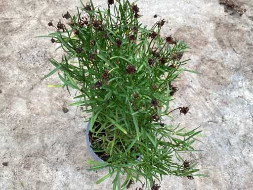 Vaste planten - Coreopsis(x100)