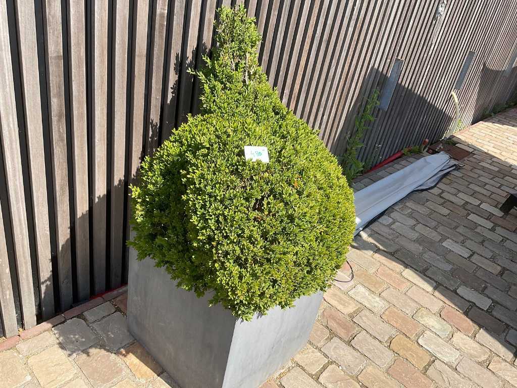Buchsbaum in Hähnchenform im Polystone-Pflanzgefäß 