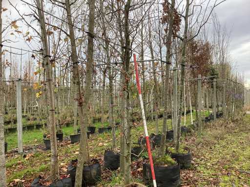 Buk zielony – drzewo alejowe