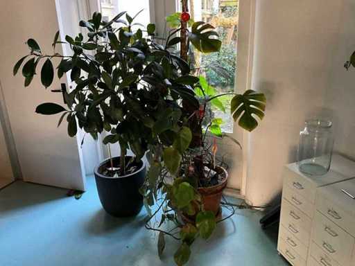 Plants with pots (9x)