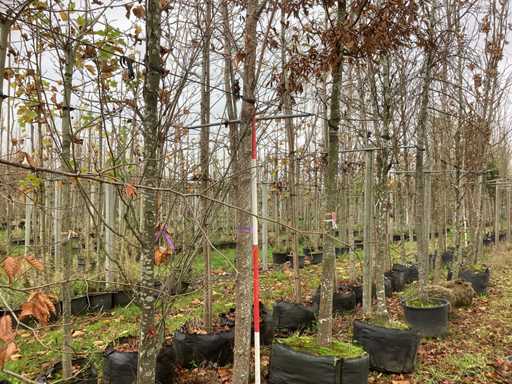 Lipa drobnolistna – drzewo alejowe