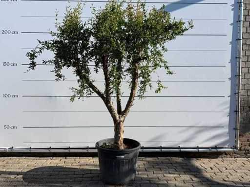 Melograno M - Punica Granatum - altezza circa 220 cm