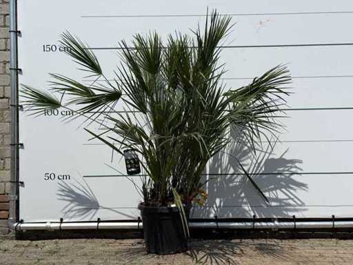 European dwarf palmetto M - Chamaerops Humilis - height approx. 150 cm