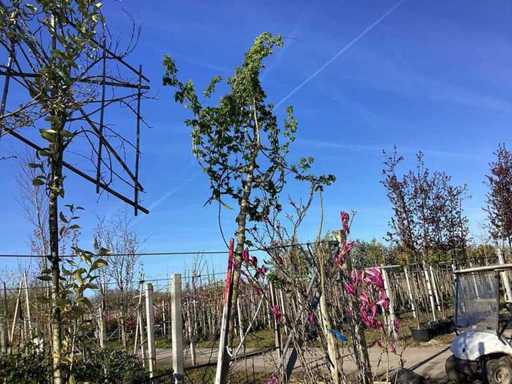 Arțar de câmp - Arbore topiar