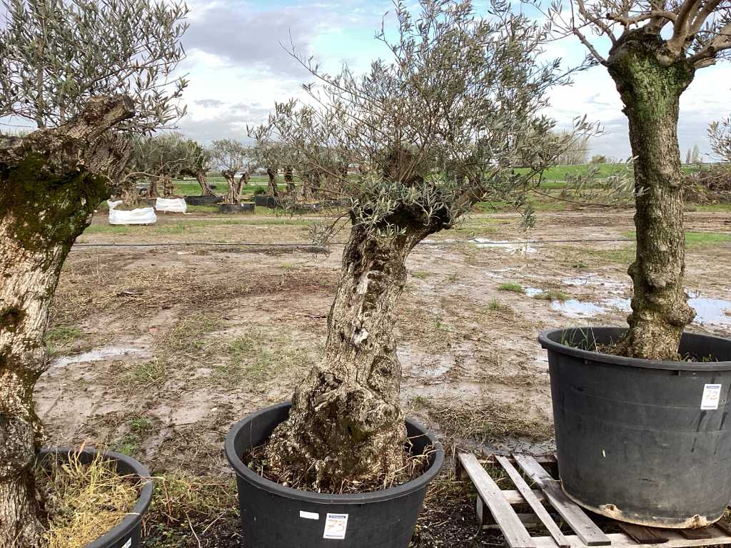 Wielowiekowe drzewo oliwne w doniczce