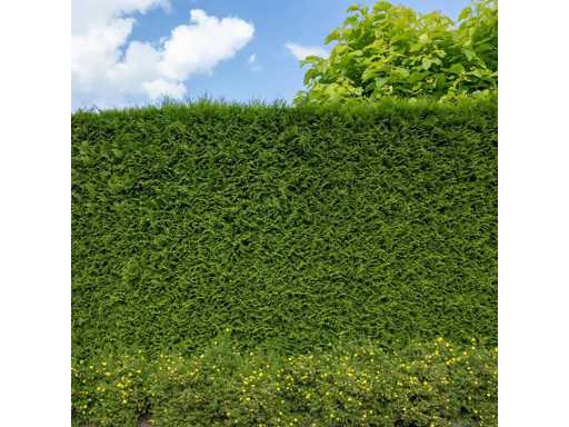 Coniferen Brabant (ca. 180-200cm) Haag (25x)