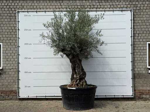Bonsai d'ulivo - Olea Europaea - circa 80 anni - altezza circa 220 cm