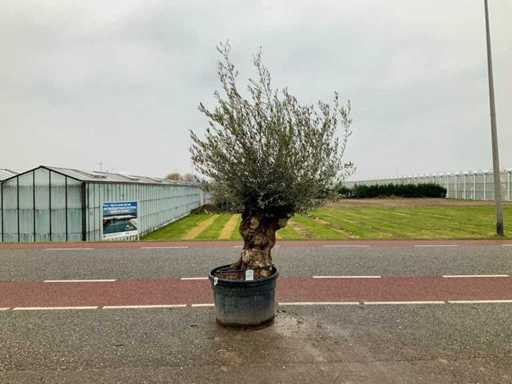 Olijfboom (Olea Europaea Lessini)