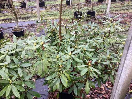 Rododendron – drzewa wielopniowe (2x)