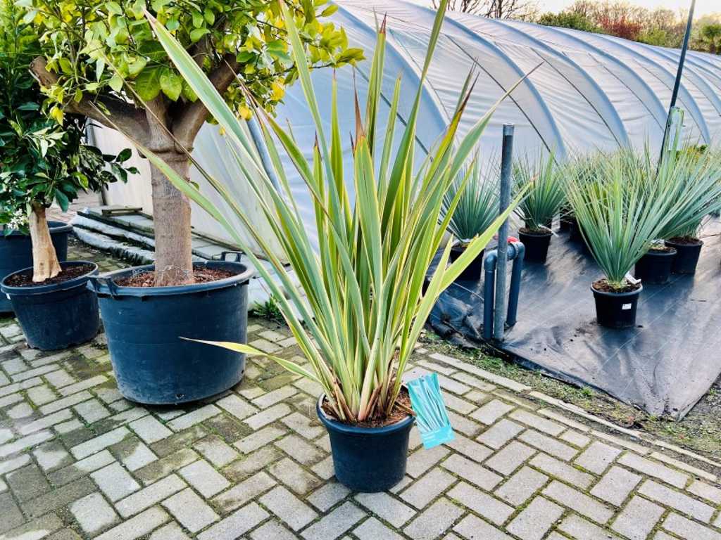 Phormium Tenax 130cm