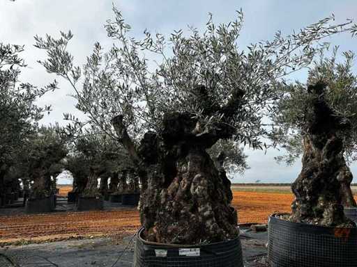 Olijfboom in een voorbeeldige mand