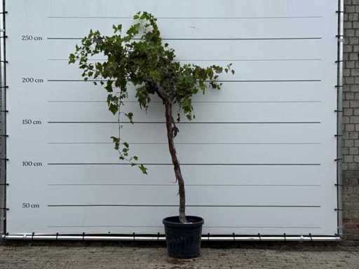 Pianta di viti alta - Vitis vinifera - altezza circa 250 cm
