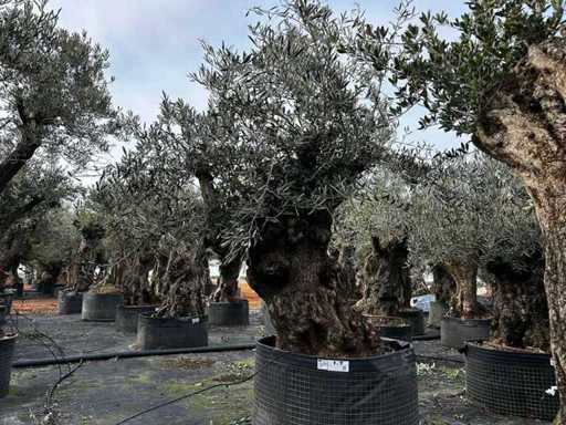  Olijfboom in een voorbeeldige mand