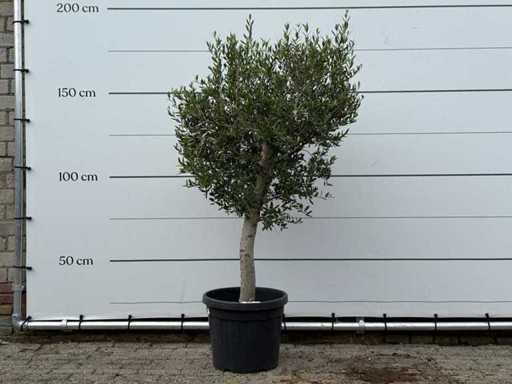 Olijfboom Florida - Olea Europaea - ca. 25 jaar oud - hoogte ca. 170 cm
