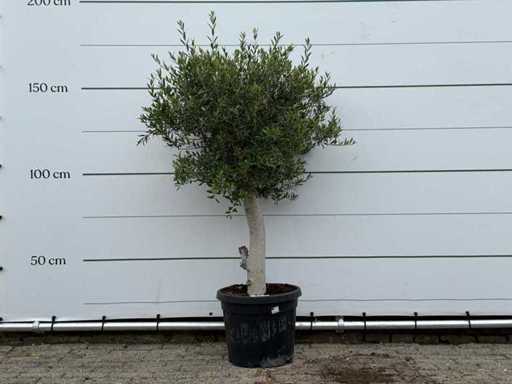 Olijfboom Florida - Olea Europaea - ca. 25 jaar oud - hoogte ca. 160 cm
