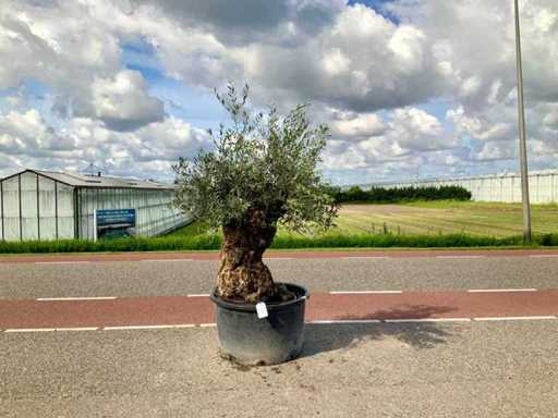 Drzewo oliwne (Olea europaea lessini)