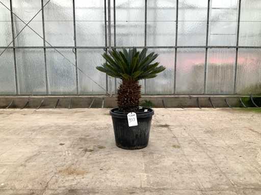 Palmboom (Cycas Revoluta)