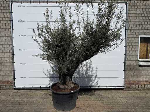 Olive tree old trunk - Olea Europaea - approx. 75 years old - height approx. 240 cm