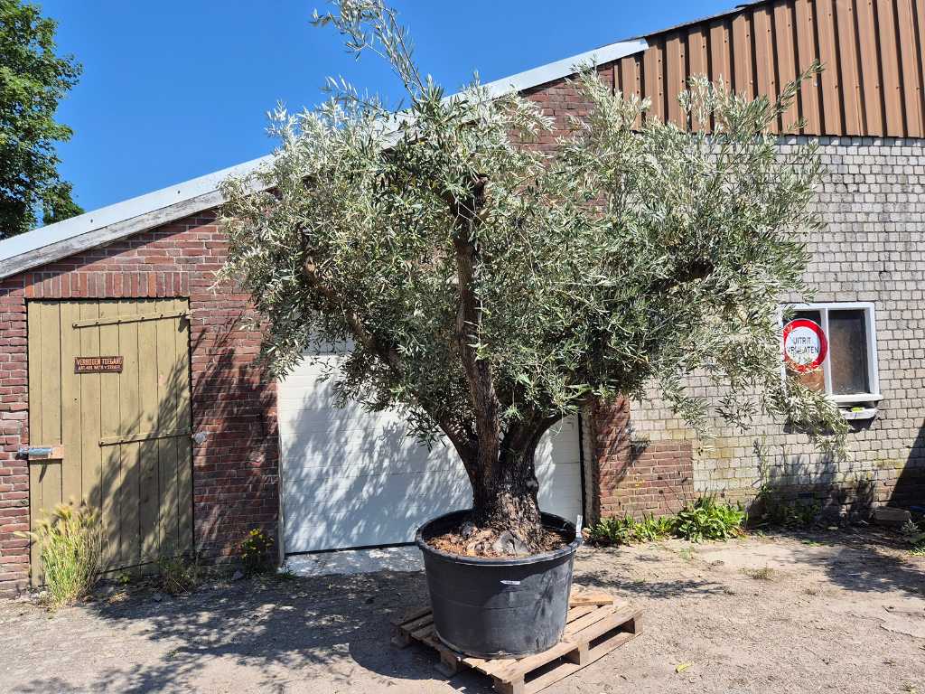 Drzewo oliwne Multibol - Olea Europaea - 75 lat - wysokość ok. 350 cm