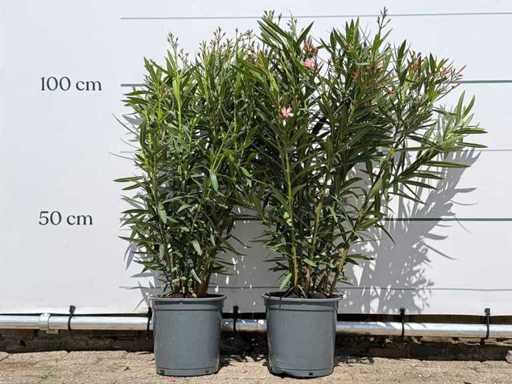 2x Oleander pink - Nerium Oleander - height approx. 100 cm
