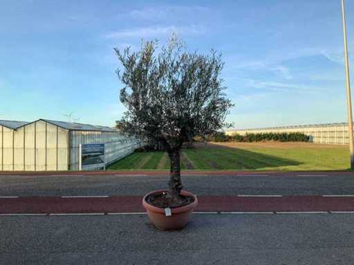 Măslinul (Olea Europaea Lessini)