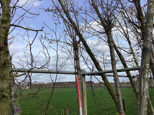 Yoshino Cherry - Topical Tree (2x)