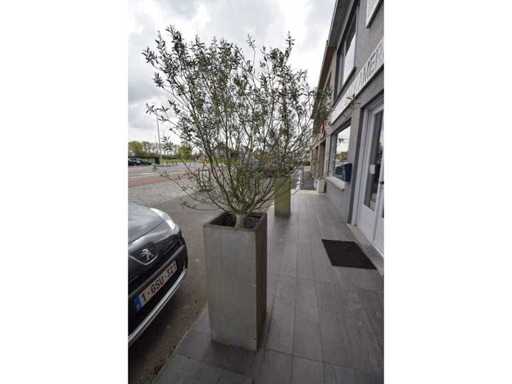 twin set of 2 - Olive tree (2x)