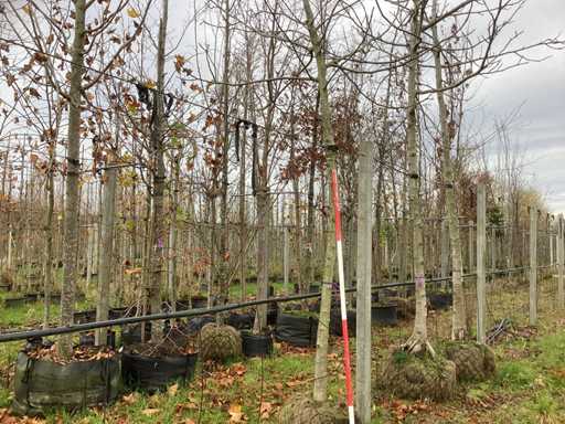 Nuc comun - Pom fructifer / pom fructifer