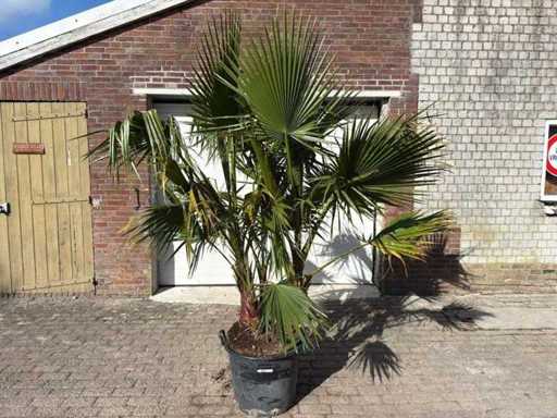 Mexicaanse waaierpalm meerstammig - Washingtonia Robusta - hoogte ca. 200 cm