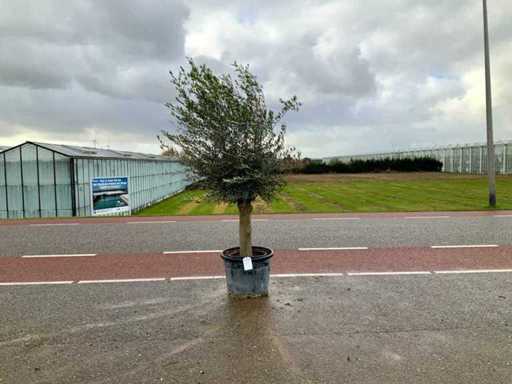 Olijfboom (Olea Europaea Lessini)